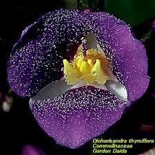 Attēlu rezultāti vaicājumam “Commelinaceae”