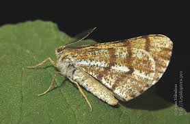 Attēlu rezultāti vaicājumam “Bupalus piniaria male”