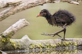 Attēlu rezultāti vaicājumam “Gallinula chloropus juvenile”