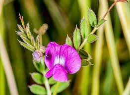 Attēlu rezultāti vaicājumam “Vicia lathyroides leaf”