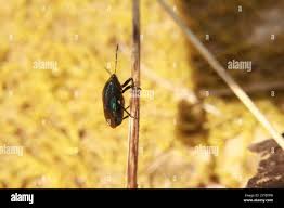 Attēlu rezultāti vaicājumam “Zicrona caerulea nymph”