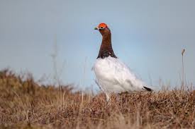 Attēlu rezultāti vaicājumam “Lagopus lagopus male”