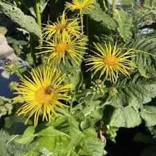 Image result for Inula helenium
