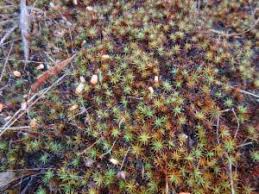 Attēlu rezultāti vaicājumam “Polytrichum juniperinum”