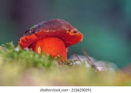 Attēlu rezultāti vaicājumam “Sutorius luridiformis”