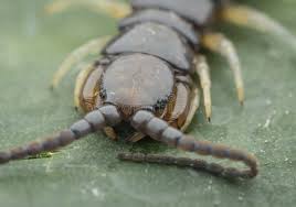 Attēlu rezultāti vaicājumam “Lithobius forficatus”
