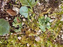 Attēlu rezultāti vaicājumam “Riccia cavernosa”