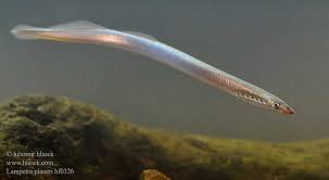 Attēlu rezultāti vaicājumam “Lampetra planeri”