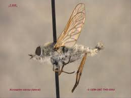 Attēlu rezultāti vaicājumam “Therevidae”