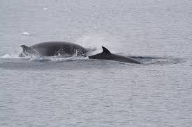 Image result for Balaenoptera bonaerensis