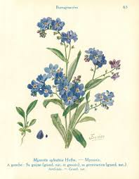 Attēlu rezultāti vaicājumam “Myosotis”