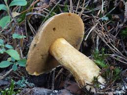 Attēlu rezultāti vaicājumam “Suillus variegatus”