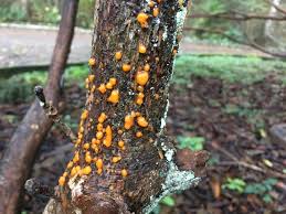 Attēlu rezultāti vaicājumam “Dacrymyces stillatus”