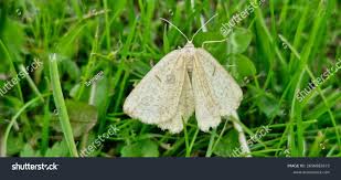 Attēlu rezultāti vaicājumam “Angerona prunaria”