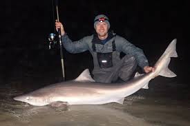 Image result for Galeorhinus galeus