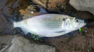 Image result for Alosa mediocris