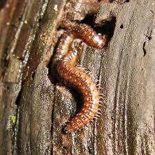 Attēlu rezultāti vaicājumam “Ommatoiulus vilnensis”