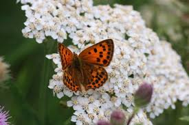 Attēlu rezultāti vaicājumam “Lycaena virgaureae underside”