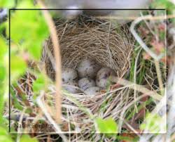 Attēlu rezultāti vaicājumam “Emberiza schoeniclus nest”