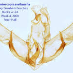 Attēlu rezultāti vaicājumam “Semioscopis avellanella”