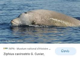 Image result for Ziphius cavirostris