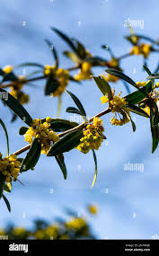 Attēlu rezultāti vaicājumam “Berberis thunbergii flower”