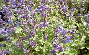 Image result for Katzenminze