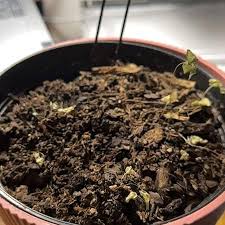 Attēlu rezultāti vaicājumam “Aquilegia vulgaris bud”