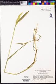 Attēlu rezultāti vaicājumam “Agrostis stolonifera subsp. straminea”