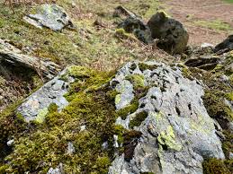 Attēlu rezultāti vaicājumam “Racomitrium heterostichum”