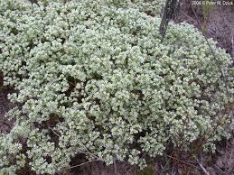 Attēlu rezultāti vaicājumam “Scleranthus perennis flower”