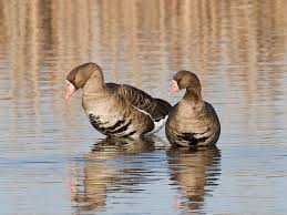 Attēlu rezultāti vaicājumam “Anser albifrons adult”