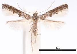 Attēlu rezultāti vaicājumam “Epermeniidae”