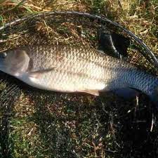 Image result for Leatherhead & District Angling Society