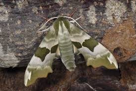 Attēlu rezultāti vaicājumam “Mimas tiliae”