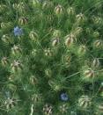 <b>Nigella damascena</b>
