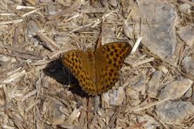 Attēlu rezultāti vaicājumam “Argynnis paphia underside”