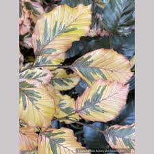 Attēlu rezultāti vaicājumam “Fagus sylvatica fo. purpurea”