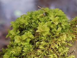 Attēlu rezultāti vaicājumam “Syntrichia latifolia macro”