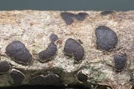 Attēlu rezultāti vaicājumam “Diatrype disciformis”