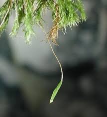 Attēlu rezultāti vaicājumam “Pohlia”