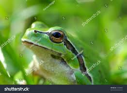 Attēlu rezultāti vaicājumam “Hyla arborea adult”