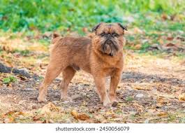 Image result for brüsseler giffon