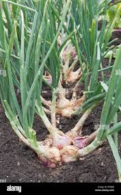 Attēlu rezultāti vaicājumam “Allium cepa”