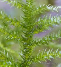 Attēlu rezultāti vaicājumam “Eurhynchium striatum”