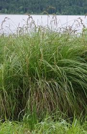 Attēlu rezultāti vaicājumam “Carex paniculata”