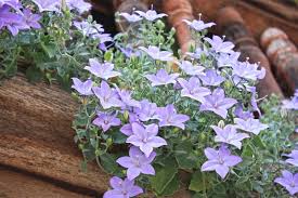 Image result for Campanula isophylla