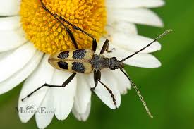 Attēlu rezultāti vaicājumam “Pachyta quadrimaculata”