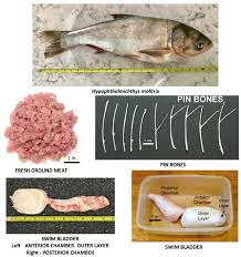 Image result for Hypophthalmichthys molitrix