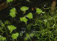 Attēlu rezultāti vaicājumam “Lemna trisulca”